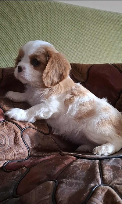 Cavalier King Charles štenci 