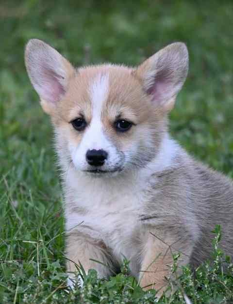 Velški korgi Welsh Corgi Pembroke