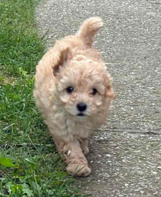 Maltipoo štenci 