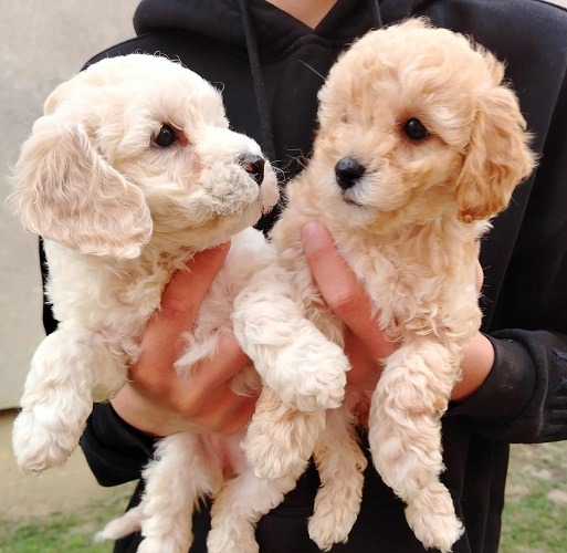 Maltipoo štenci 