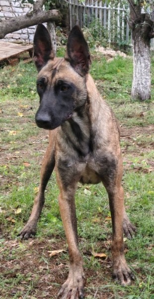Belgijski ovcar -  Malinoa, zenka