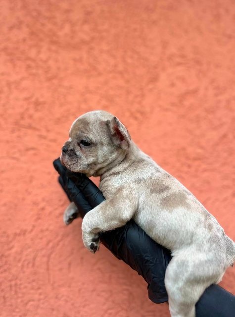 Egzotični Francuski buldog – štenci TOP kvaliteta