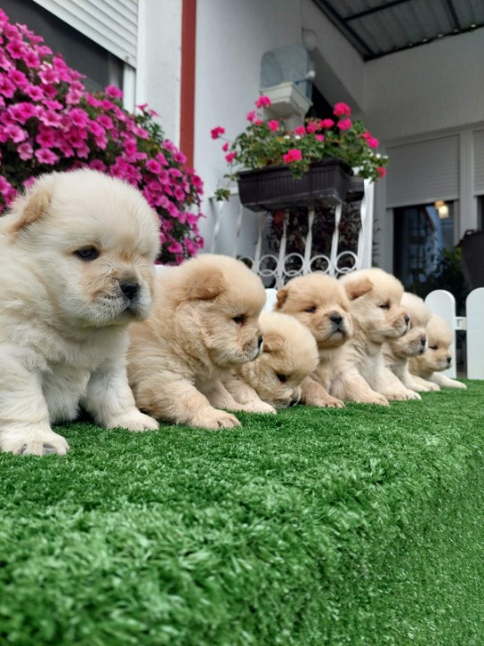 Chow Chow cau cau stenci