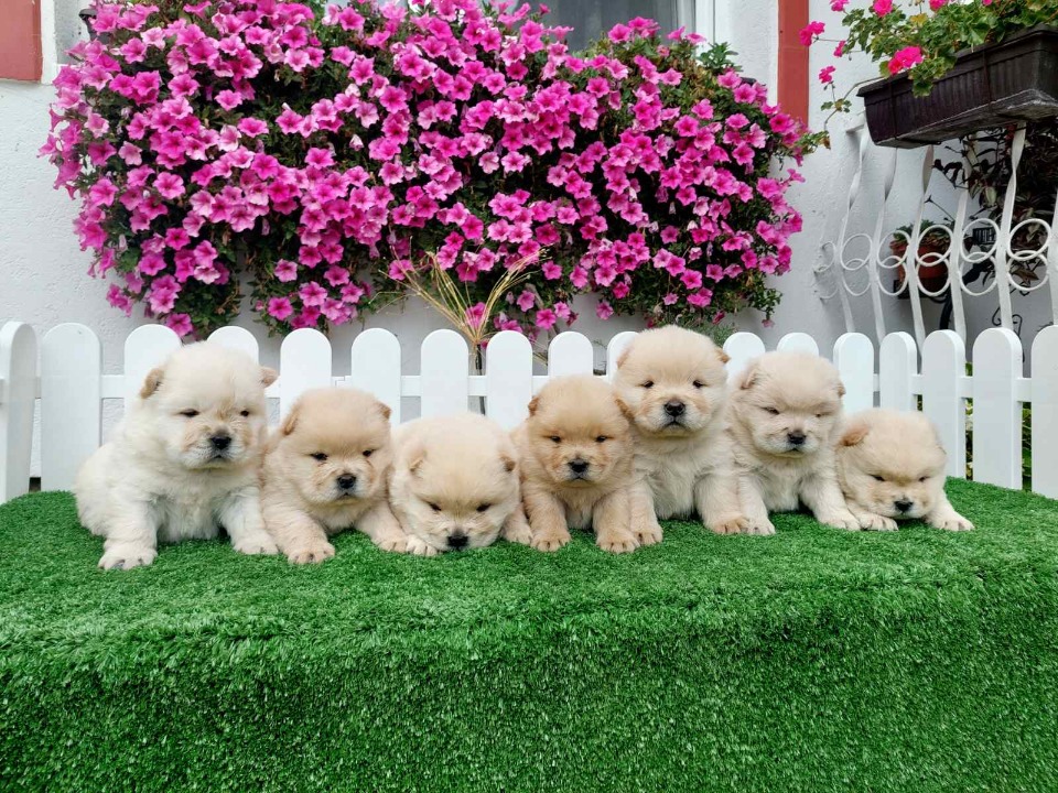 Chow Chow cau cau stenci