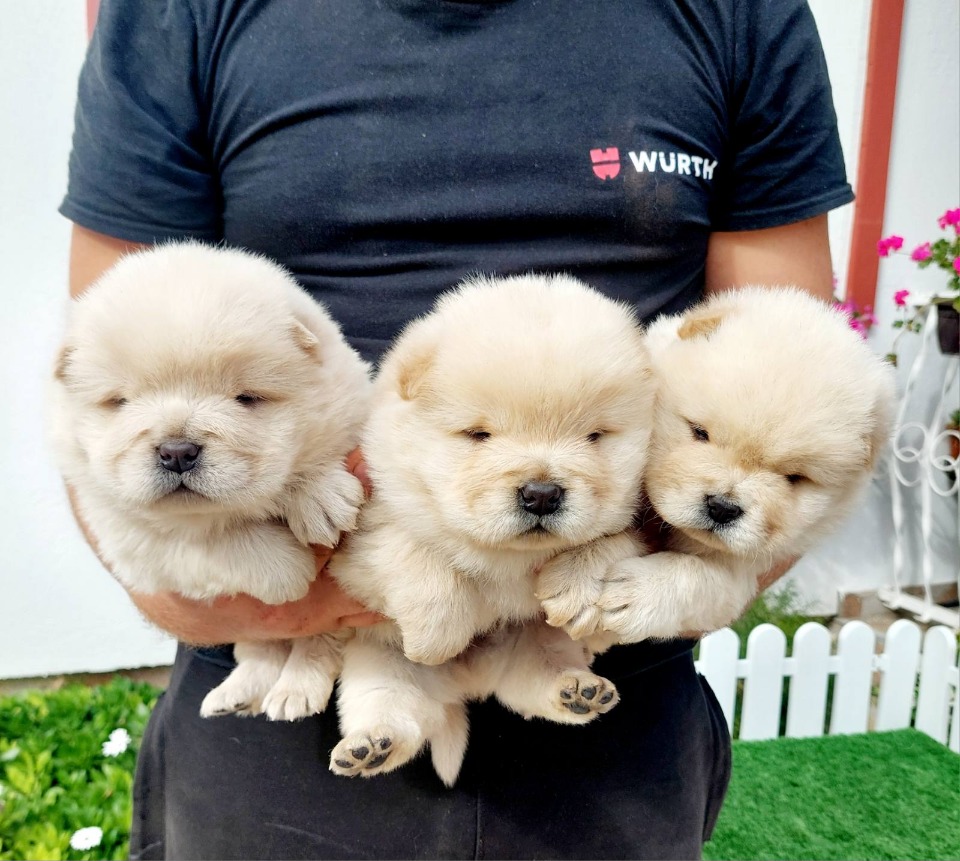 Chow Chow cau cau stenci