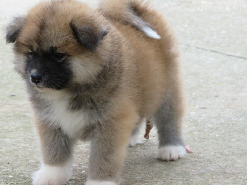Prodajemo stence japanskih Akita