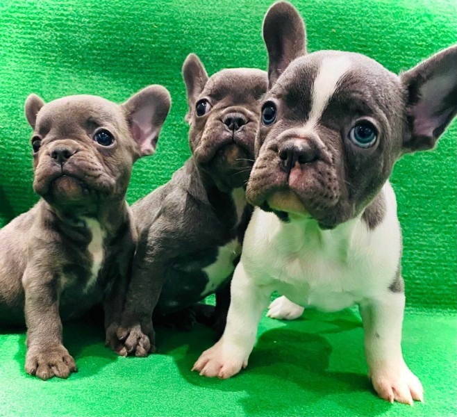 Francuski buldog štenci egzotične plave boje