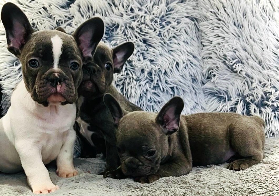 Francuski buldog štenci egzotične plave boje