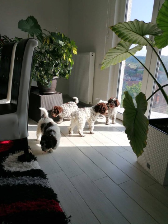 Novo leglo Lagotto romangolo  