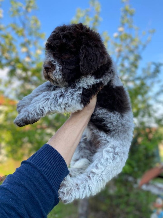 Novo leglo Lagotto romangolo  