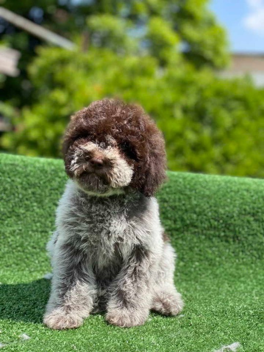 Novo leglo Lagotto romangolo  