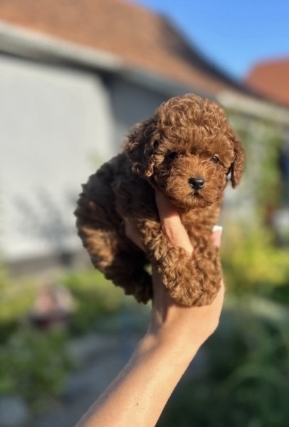 Stenci toy i mini pudle vrhinske genetike