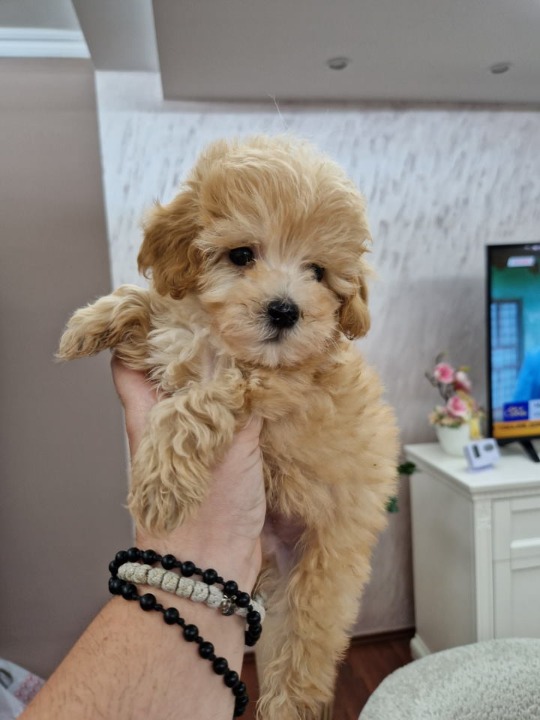 Neodoljivi stenci maltipoo 