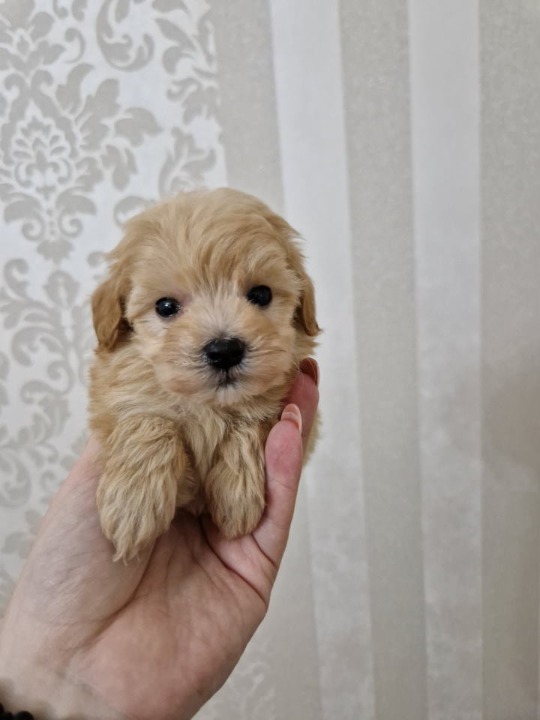 Neodoljivi stenci maltipoo 