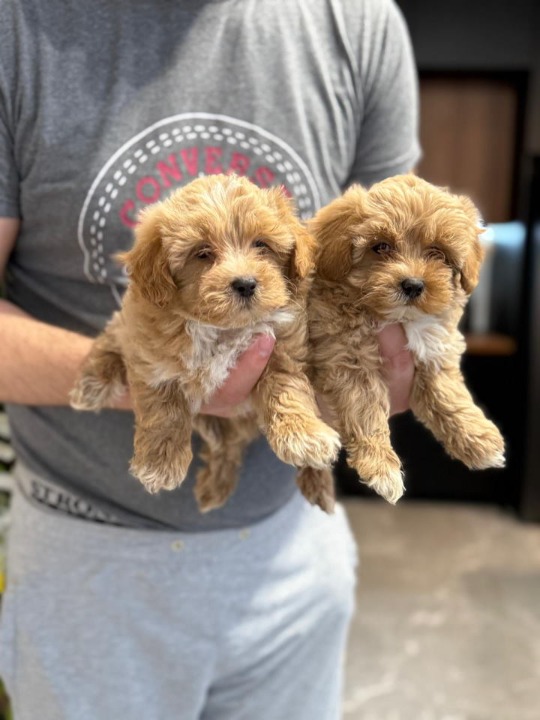Neodoljivi stenci maltipoo 