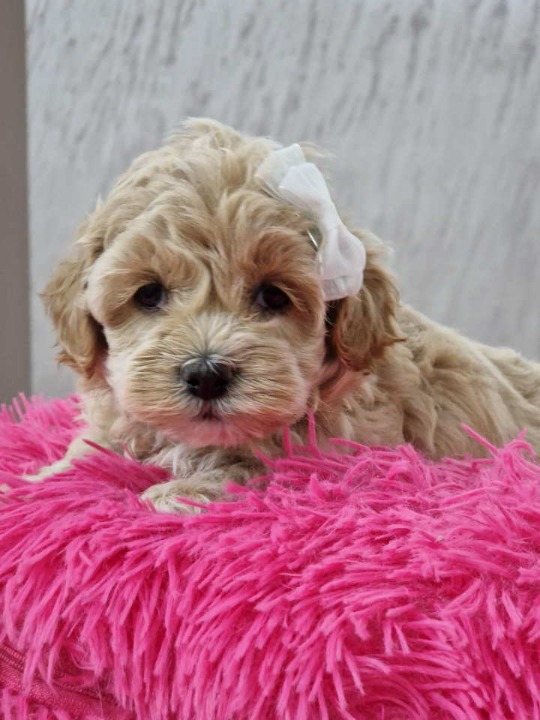 Neodoljivi stenci maltipoo 