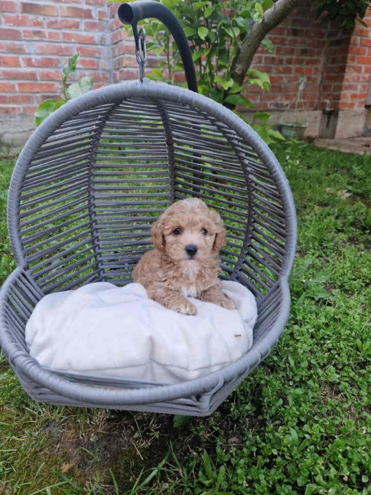 Neodoljivi stenci maltipoo 