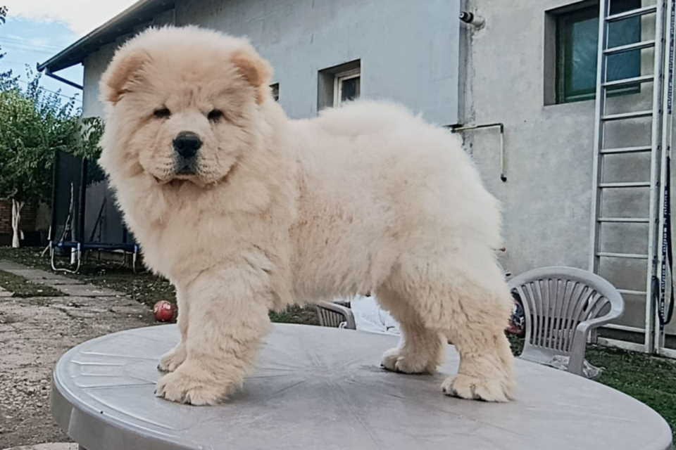 Na prodaju dva mužjaka chow chow stari tri meseca 