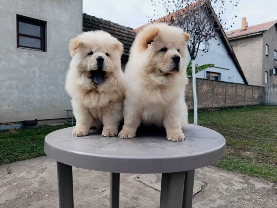 Na prodaju dva mužjaka chow chow stari tri meseca 