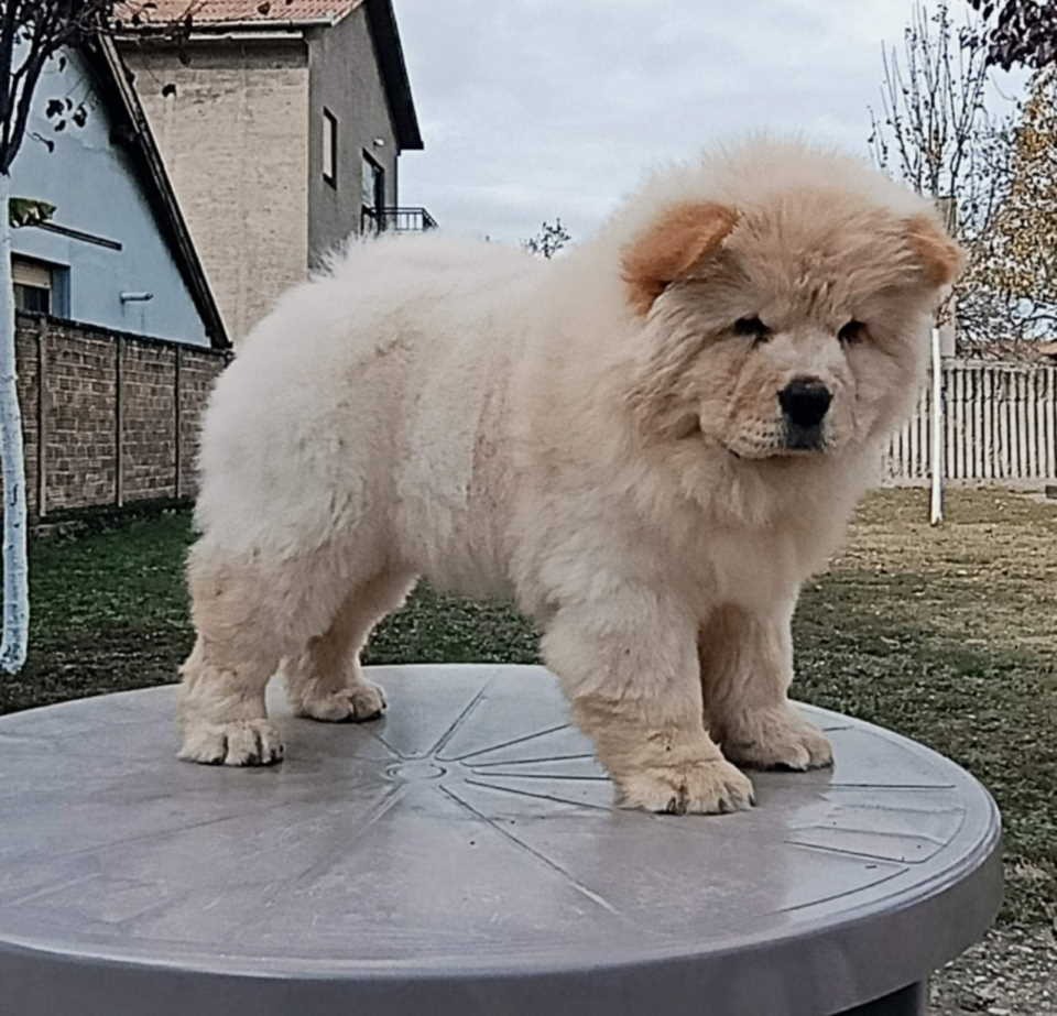 Na prodaju dva mužjaka chow chow stari tri meseca 
