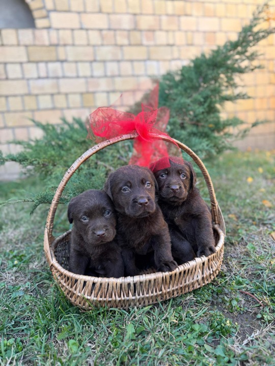 Labrador retriver štenci