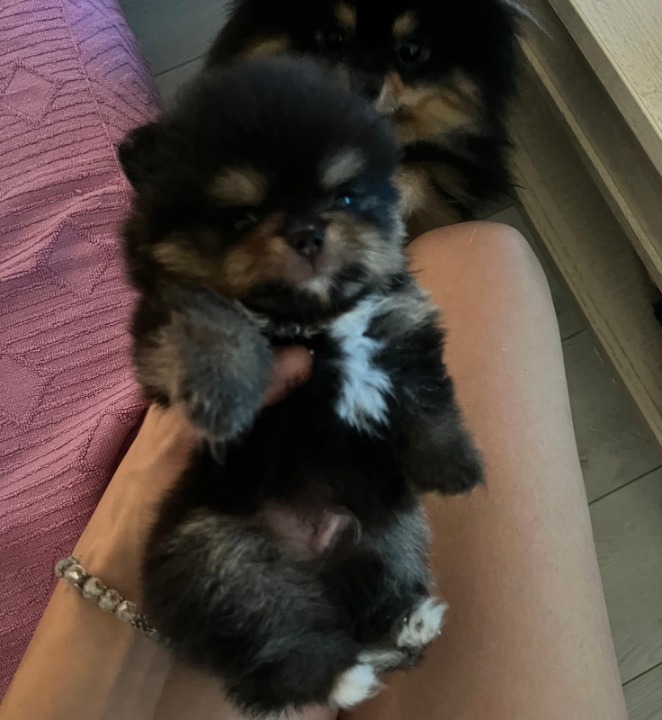 Pomeranci boo – najlepši mini medvedići