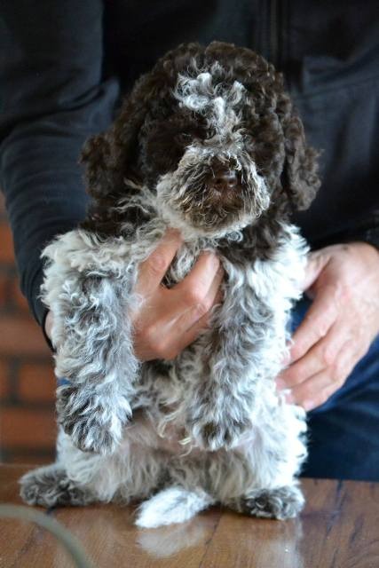 Lagotto Romagnolo štenci
