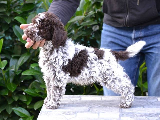 Lagotto Romagnolo štenci