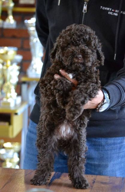 Lagotto Romagnolo štenci