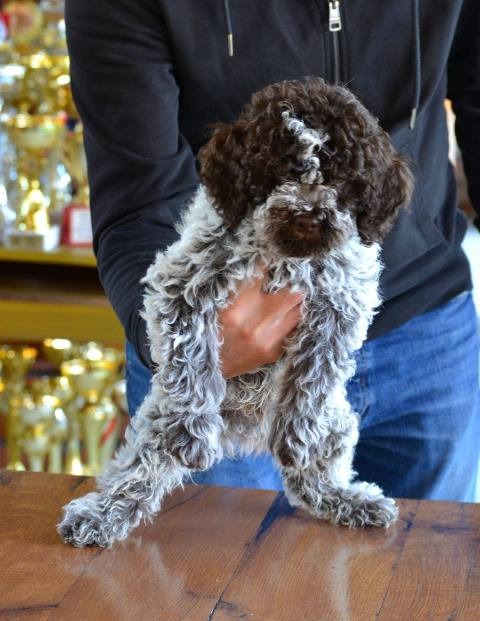 Lagotto Romagnolo štenci