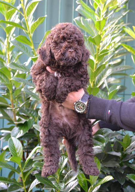Lagotto Romagnolo štenci