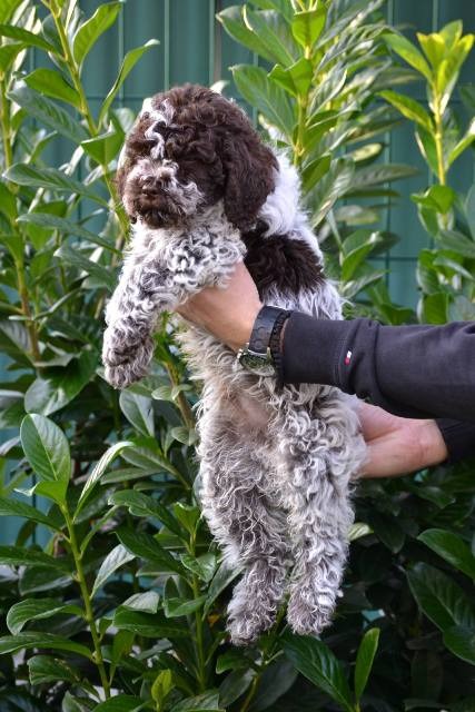 Lagotto Romagnolo štenci