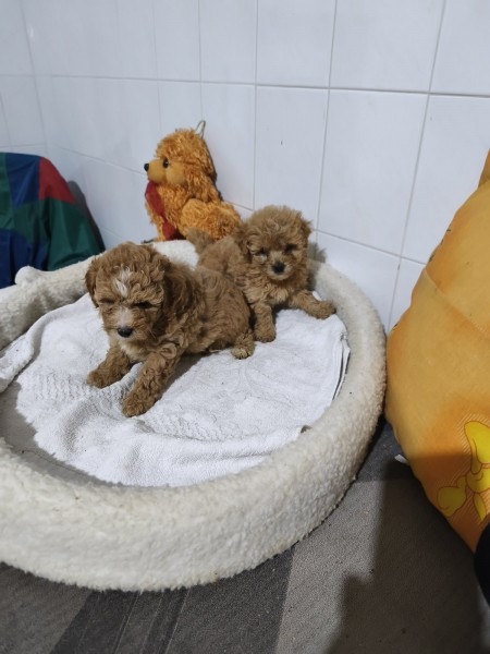 Maltipoo stenci