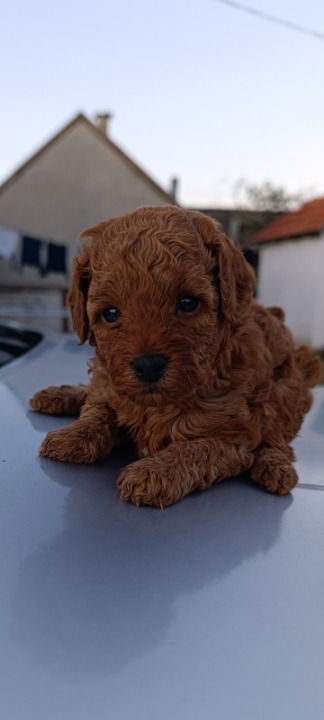 Toy pudle