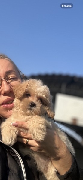 Maltipoo vrhunske genetike