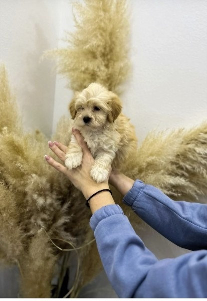 Maltipoo vrhunske genetike