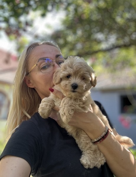 Maltipoo vrhunske genetike