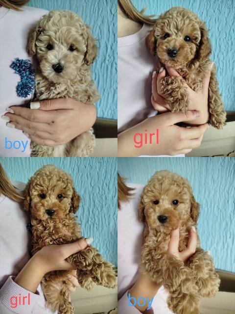 Aprikot Toy pudle štenci