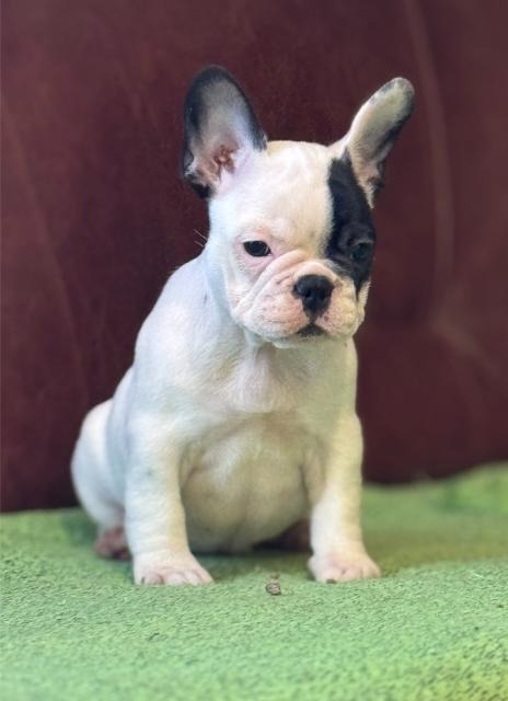 Francuski Buldog štenci