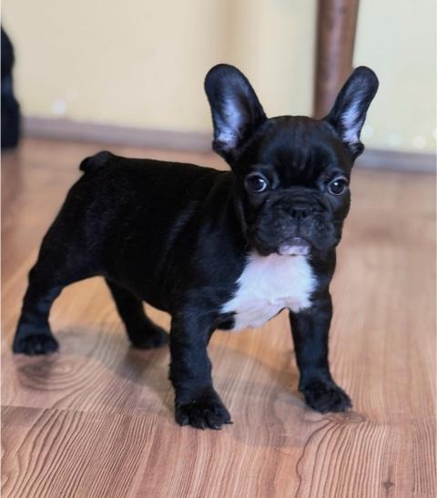 Francuski Buldog štenci