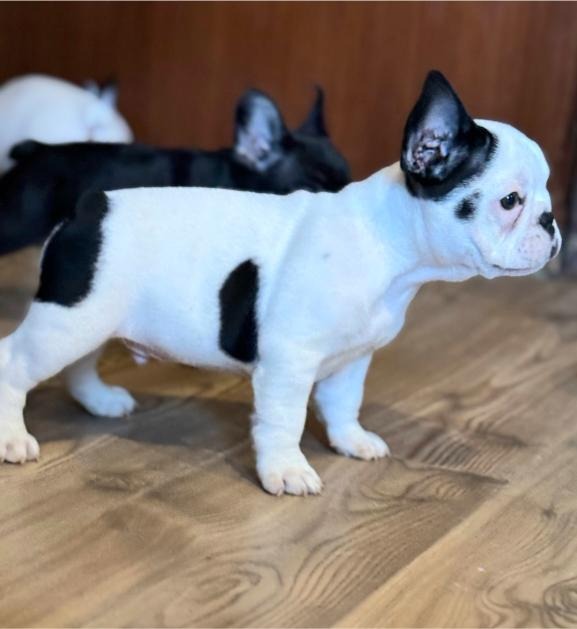 Francuski Buldog štenci
