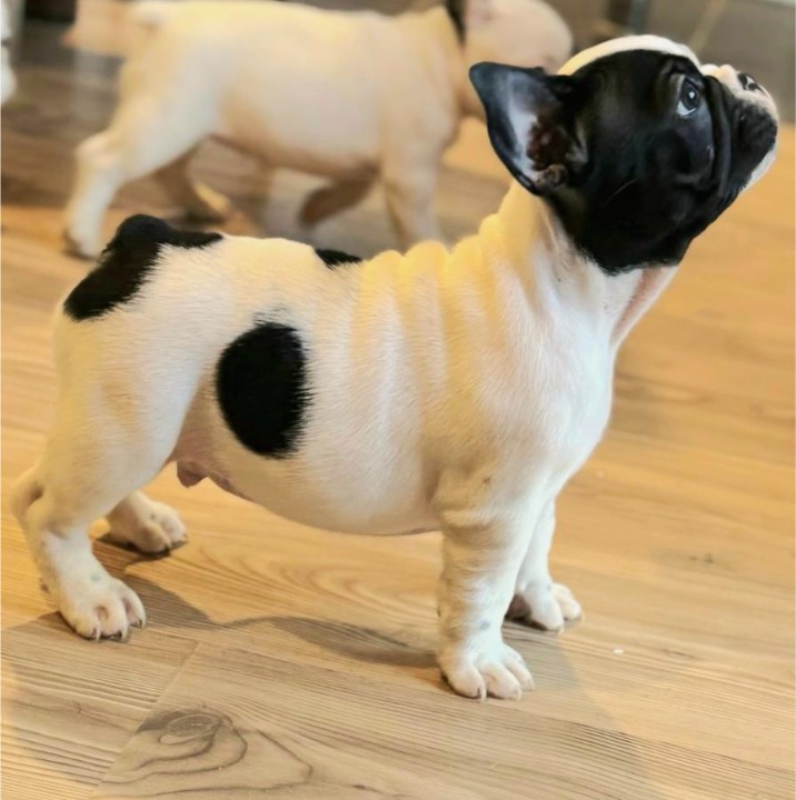 Francuski Buldog štenci