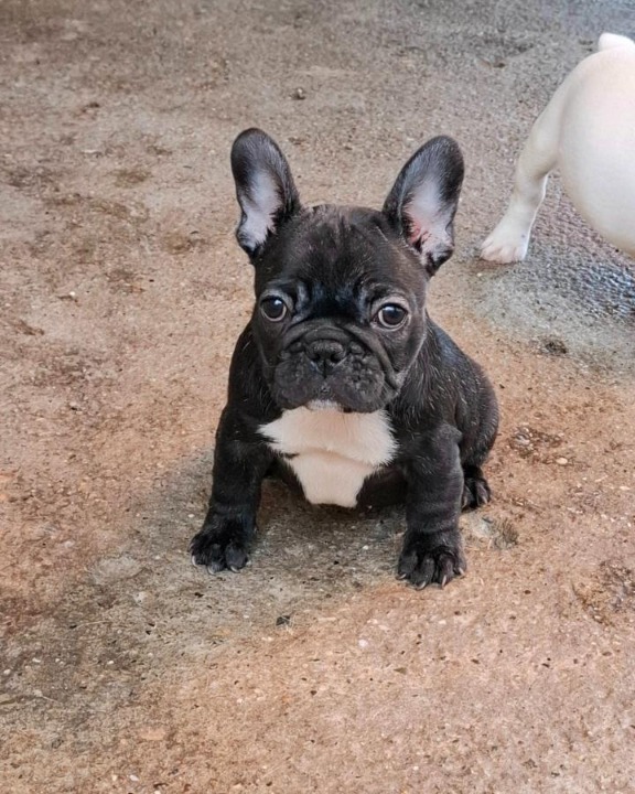 Francuski Buldog štenci