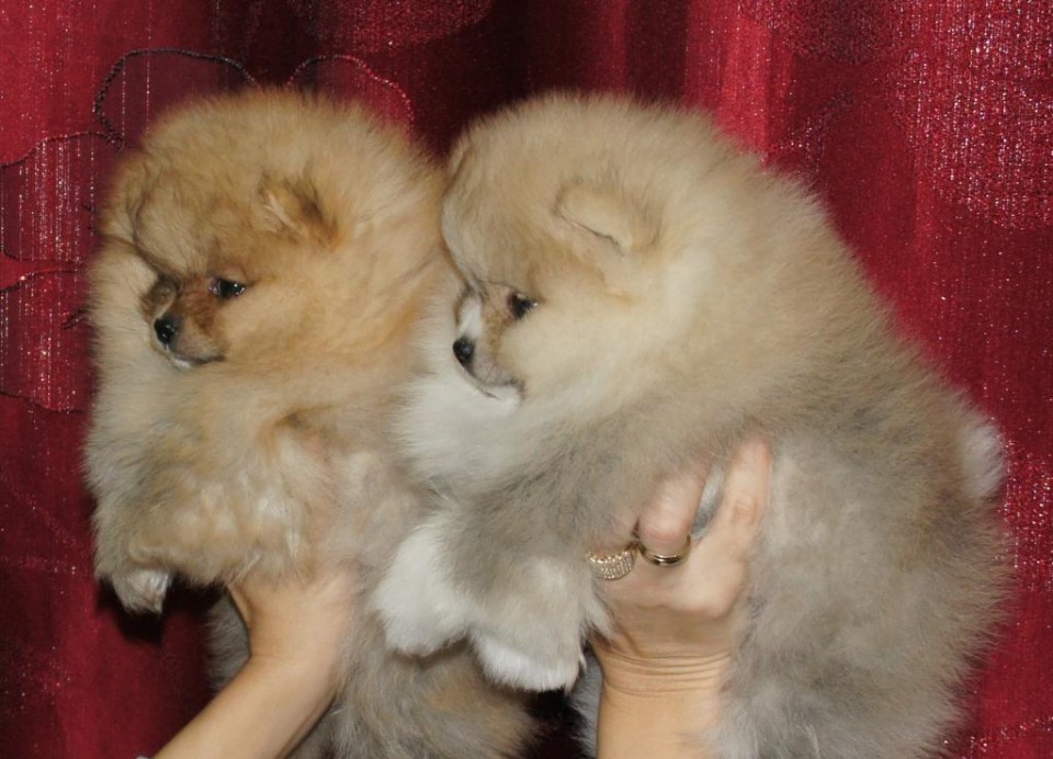 Pomeranac / Pomeranian / Boo štenci