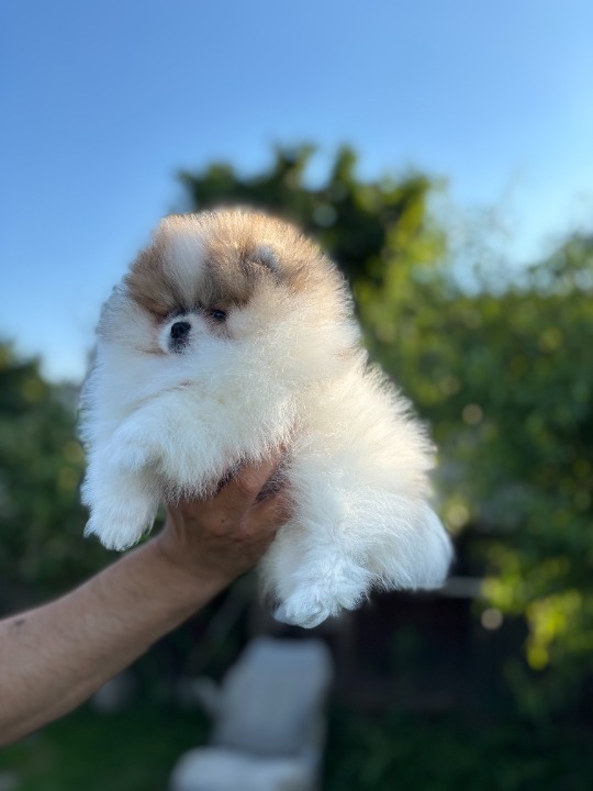 Pomeranac / Pomeranian / Boo štenci
