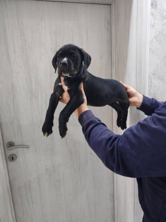 Na prodaju stenad Cane Corso 