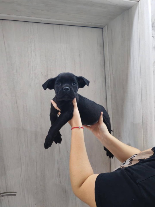 Na prodaju stenad Cane Corso 