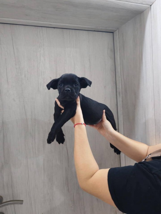 Na prodaju stenad Cane Corso 