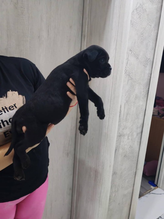 Na prodaju stenad Cane Corso 