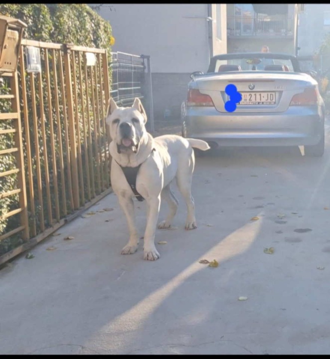 Na prodaju stenad Cane Corso 